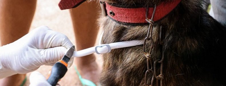 Semus realiza encoleiramento e teste rápido de calazar em 401 cães do Jardim Taquari